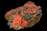 Bright Orange Crocoite Crystal Cluster - Tasmania #117610-1